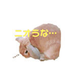 第2弾！『みたらし』スタンプ（個別スタンプ：9）