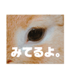 第2弾！『みたらし』スタンプ（個別スタンプ：16）