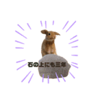第2弾！『みたらし』スタンプ（個別スタンプ：21）
