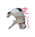 かわいさんちのぺっとたち  3  なかまたち（個別スタンプ：5）