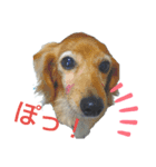 かわいさんちのぺっとたち  3  なかまたち（個別スタンプ：6）