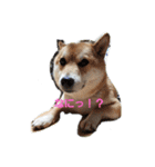マル友です。（個別スタンプ：19）