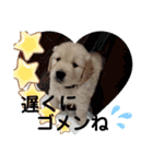 今日のゴールデンわんちゃん④（個別スタンプ：7）