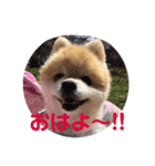 かわいすぎるポメラニアンの実写スタンプ（個別スタンプ：1）