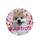 かわいすぎるポメラニアンの実写スタンプ（個別スタンプ：6）