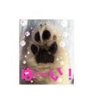かわいすぎるポメラニアンの実写スタンプ（個別スタンプ：7）