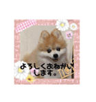 かわいすぎるポメラニアンの実写スタンプ（個別スタンプ：10）