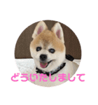 かわいすぎるポメラニアンの実写スタンプ（個別スタンプ：11）