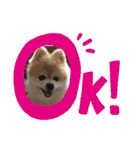 かわいすぎるポメラニアンの実写スタンプ（個別スタンプ：16）