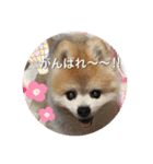 かわいすぎるポメラニアンの実写スタンプ（個別スタンプ：20）
