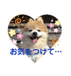 かわいすぎるポメラニアンの実写スタンプ（個別スタンプ：22）