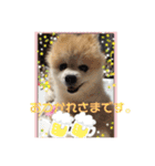 かわいすぎるポメラニアンの実写スタンプ（個別スタンプ：23）