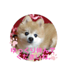 かわいすぎるポメラニアンの実写スタンプ（個別スタンプ：24）
