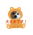 かわいすぎるポメラニアンの実写スタンプ（個別スタンプ：28）