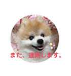 かわいすぎるポメラニアンの実写スタンプ（個別スタンプ：32）