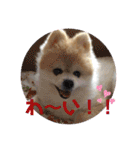 かわいすぎるポメラニアンの実写スタンプ（個別スタンプ：35）