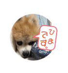 かわいすぎるポメラニアンの実写スタンプ（個別スタンプ：36）