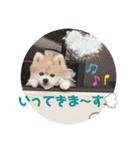かわいすぎるポメラニアンの実写スタンプ（個別スタンプ：37）