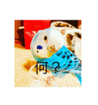 インコのピッポ（個別スタンプ：3）