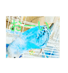 インコのピッポ（個別スタンプ：4）