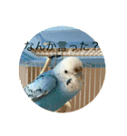 インコのピッポ（個別スタンプ：8）