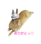 うさぎのとわちゃんの日常♪（個別スタンプ：1）