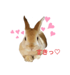 うさぎのとわちゃんの日常♪（個別スタンプ：2）
