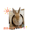 うさぎのとわちゃんの日常♪（個別スタンプ：3）