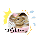 うさぎのとわちゃんの日常♪（個別スタンプ：5）