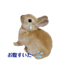 うさぎのとわちゃんの日常♪（個別スタンプ：6）
