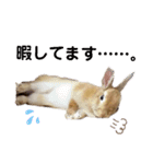 うさぎのとわちゃんの日常♪（個別スタンプ：11）