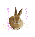 うさぎのとわちゃんの日常♪（個別スタンプ：13）