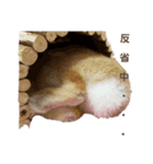 うさぎのとわちゃんの日常♪（個別スタンプ：17）