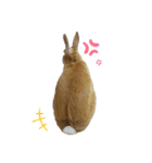 うさぎのとわちゃんの日常♪（個別スタンプ：19）