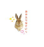 うさぎのとわちゃんの日常♪（個別スタンプ：20）