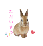 うさぎのとわちゃんの日常♪（個別スタンプ：21）