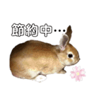 うさぎのとわちゃんの日常♪（個別スタンプ：22）