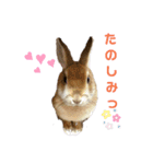 うさぎのとわちゃんの日常♪（個別スタンプ：23）