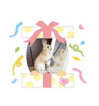 うさぎのとわちゃんの日常♪（個別スタンプ：24）