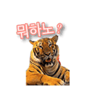 호랑이 행님 虎の兄貴（個別スタンプ：1）