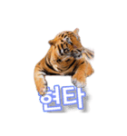 호랑이 행님 虎の兄貴（個別スタンプ：2）