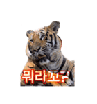 호랑이 행님 虎の兄貴（個別スタンプ：3）
