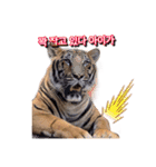 호랑이 행님 虎の兄貴（個別スタンプ：4）