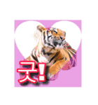 호랑이 행님 虎の兄貴（個別スタンプ：5）