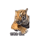 호랑이 행님 虎の兄貴（個別スタンプ：6）