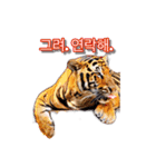 호랑이 행님 虎の兄貴（個別スタンプ：8）