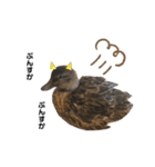 アヒルのおまぐ（個別スタンプ：13）