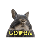 もちこといもこのひとことスタンプ（個別スタンプ：3）