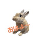 もちこといもこのひとことスタンプ（個別スタンプ：15）