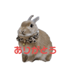 もちこといもこのひとことスタンプ（個別スタンプ：24）